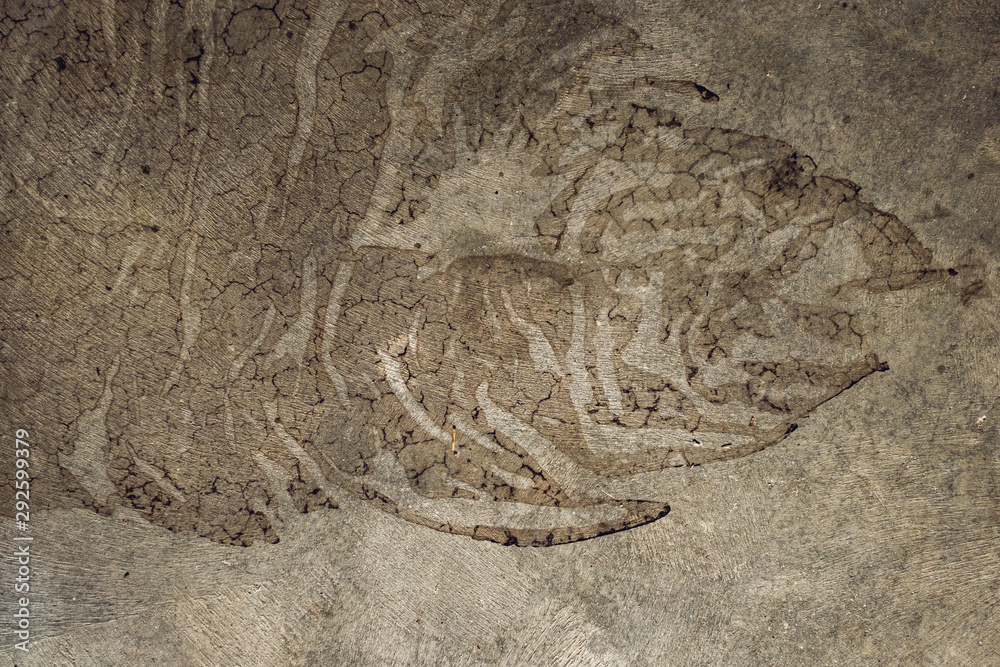 fossil shape texture fossil shape texture