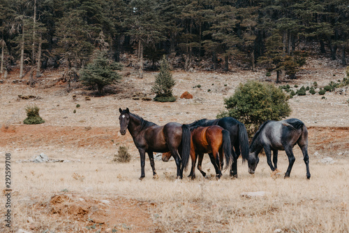 free horses wandering the land