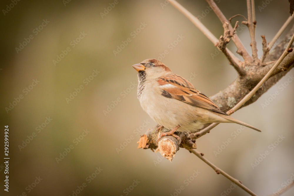sparrow on branch sparrow on branch