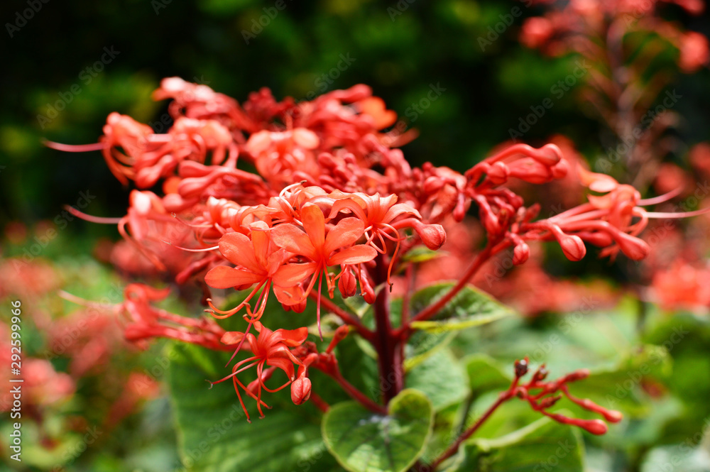 沖縄の赤い彼岸花