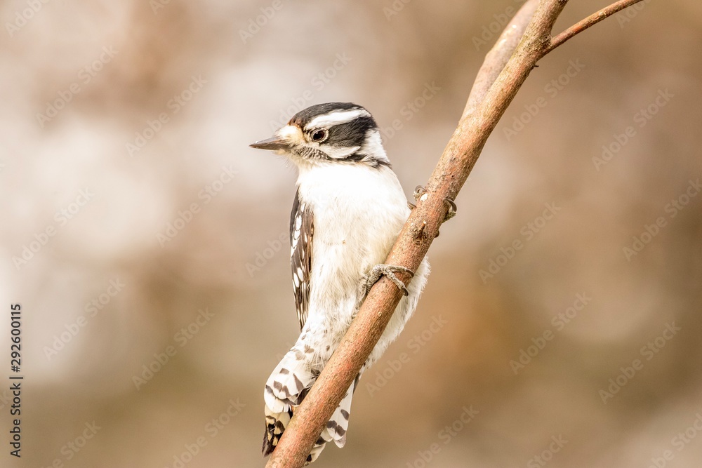 Obraz premium woodpecker on tree