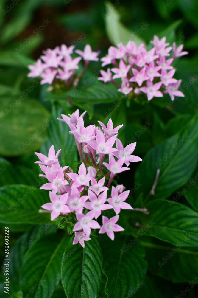 沖縄のピンク色のペンタスの花 沖縄のピンク色のペンタスの花