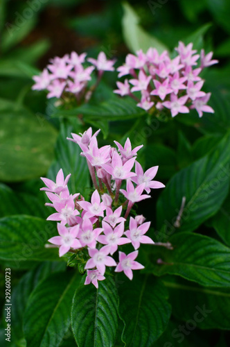 沖縄のピンク色のペンタスの花
