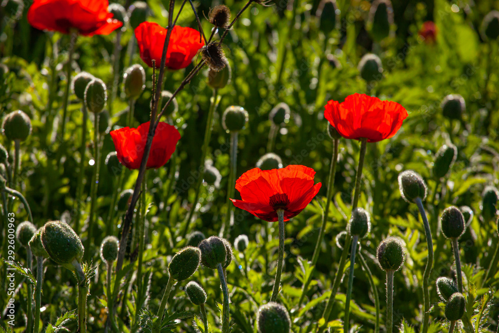 Naklejka premium Poppies