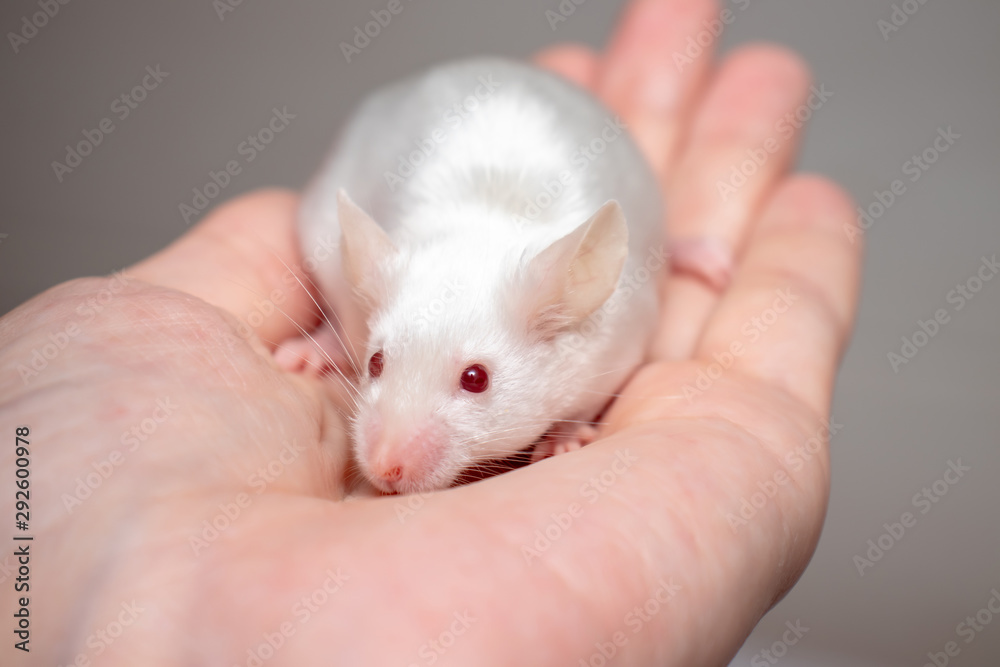 Little pretty cute white laboratory mouse on a hand close up Little pretty cute white laboratory mouse on a hand close up