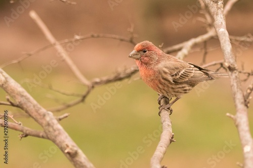 female northern cardinal on branch © Kevin