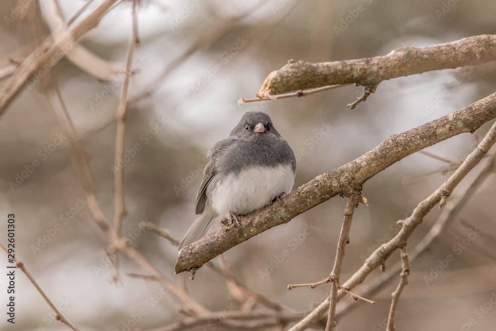 Obraz premium sparrow on a branch