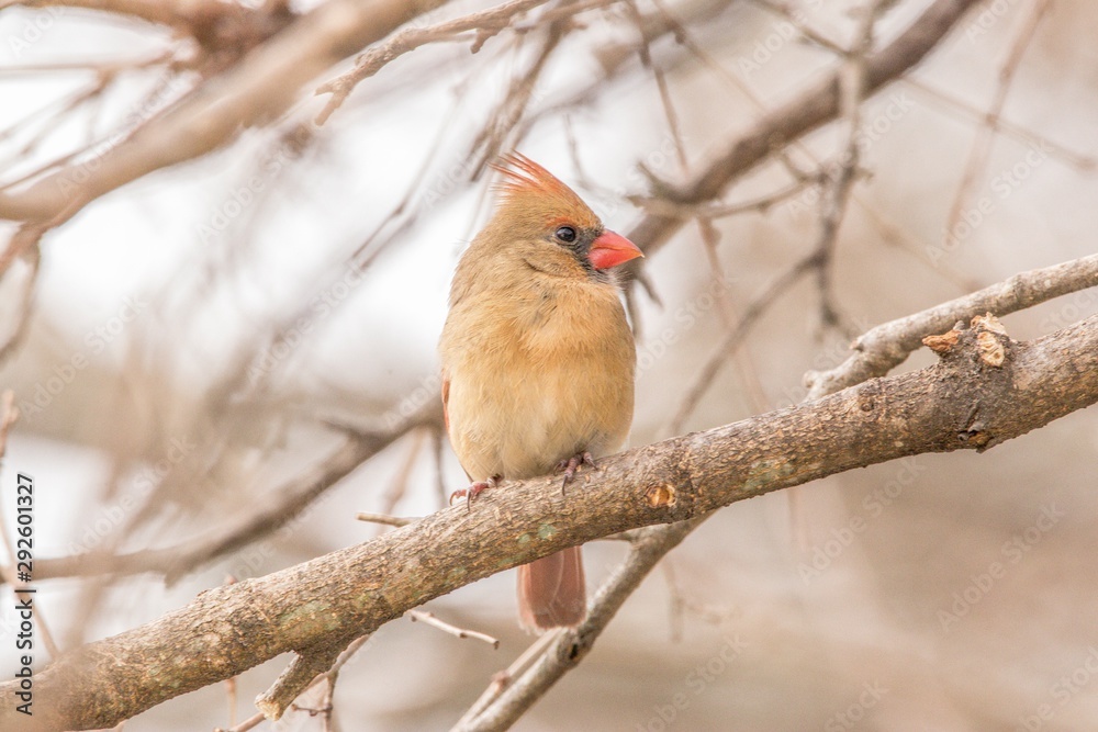 Cardinal on a branch Cardinal on a branch