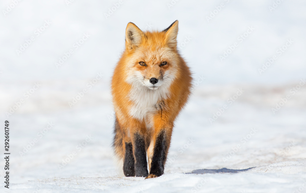Fototapeta premium Red Fox