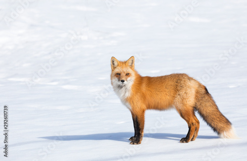 Red Fox © Brittany