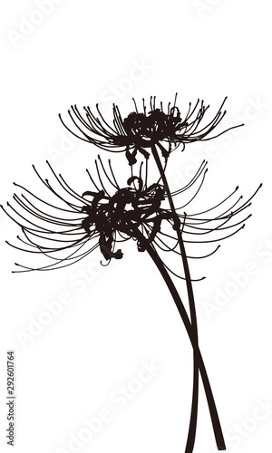 spider lily  silhouette