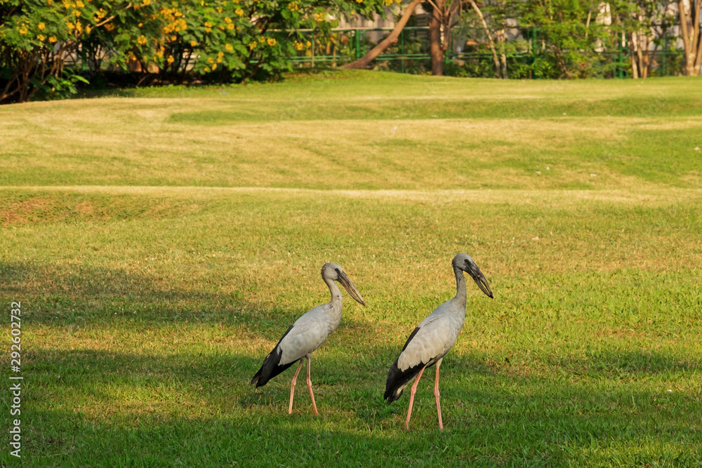 Obraz premium Birds stand on the grass.