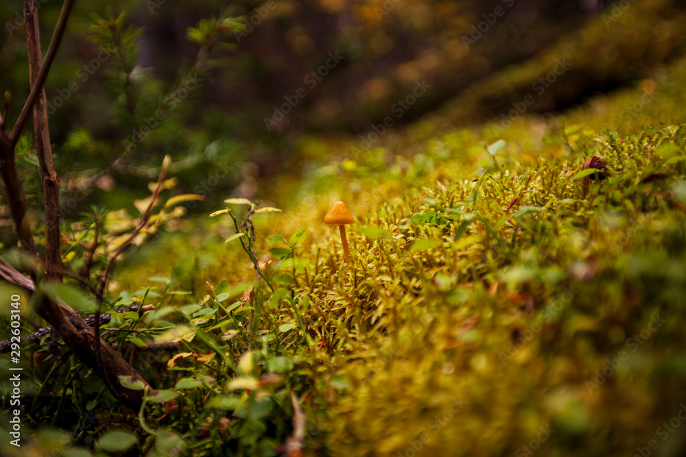 Tiny mushroom Tiny mushroom