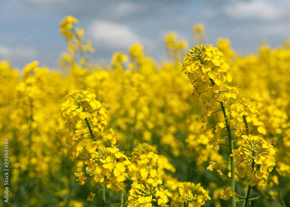 detail of flowering rapeseed canola or colza field detail of flowering rapeseed canola or colza field