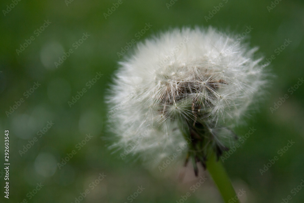 Fototapeta premium Dandelion