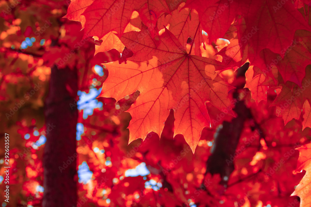Yellow maple leaves on the background of sunlight in the autumn forest. Golden leaves. Yellow maple leaves on the background of sunlight in the autumn forest. Golden leaves.