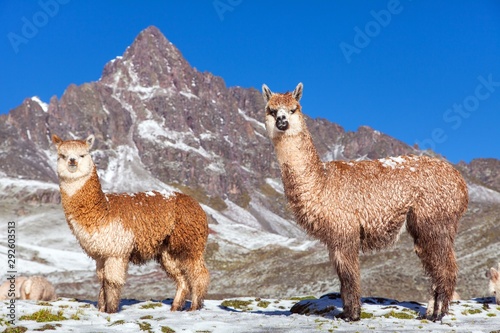 Photography llama or lama, two lamas on pastureland