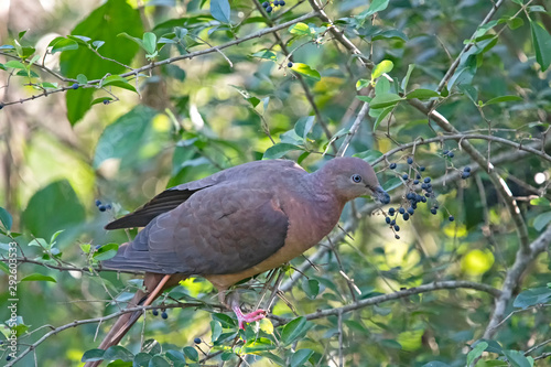 brown pigeon and black berry photo