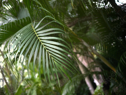 green leaf with sun ray