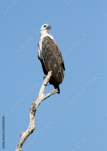 White-bellied sea eagle, Corroborree Billabong, Northern Territory, Australia