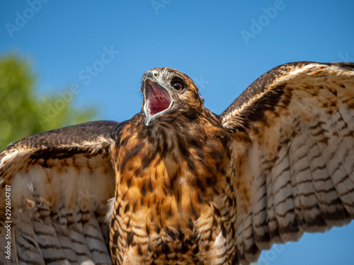 Red-Tailed Hawk 3