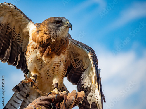Valokuva Swainson's Hawk