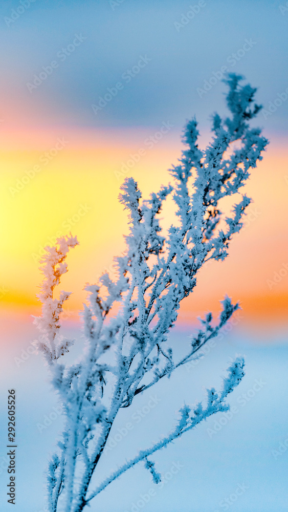 Winter landscape, snow and frost covered grass branch.