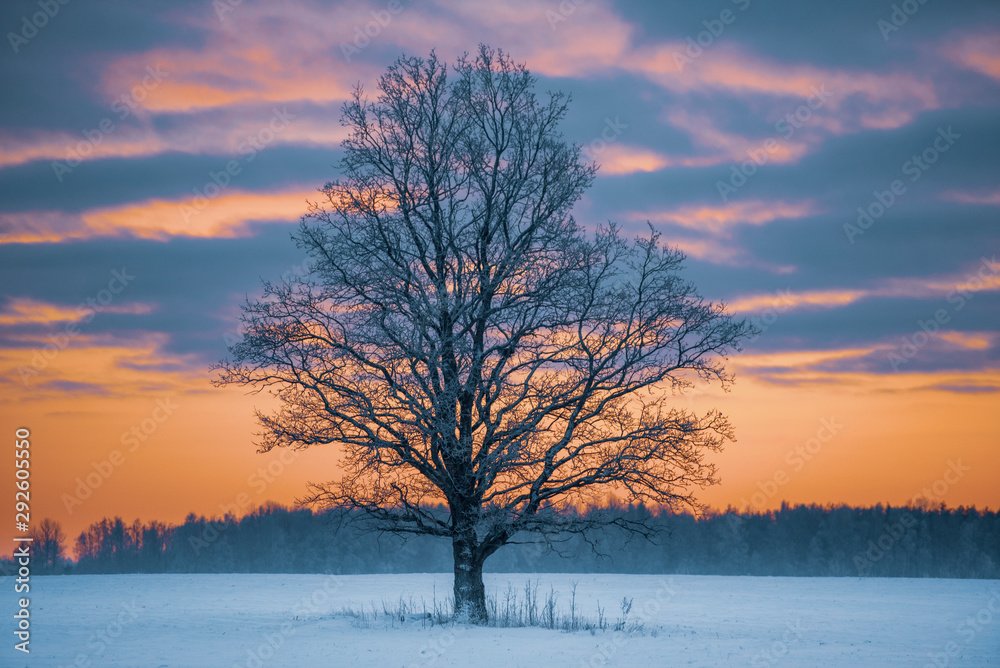 Big old tree in open field landscape during winter sunset. (High ISO image) Big old tree in open field landscape during winter sunset. (High ISO image)