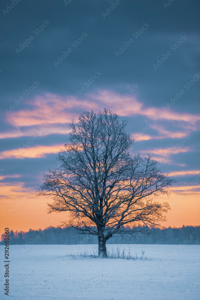 Big old tree in open field landscape during winter sunset. (High ISO image) Big old tree in open field landscape during winter sunset. (High ISO image)