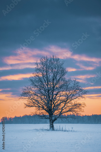 Big old tree in open field landscape during winter sunset. (High ISO image) © valdisskudre