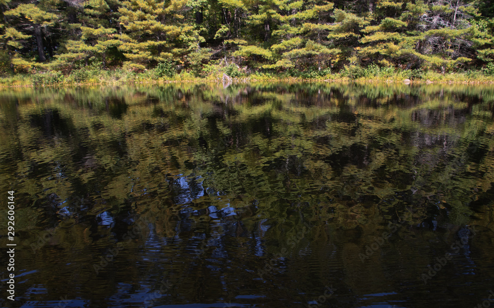 reflection of trees in the water reflection of trees in the water