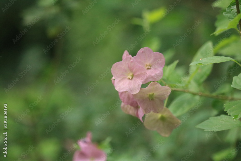 Obraz premium 景色