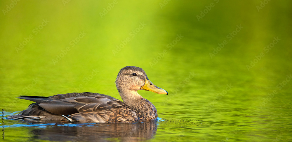 Fototapeta premium Mallard Duck