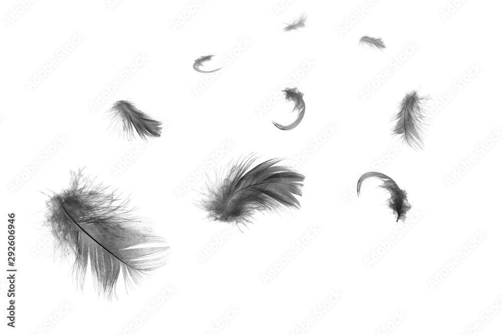 Beautiful group black feathers floating in air isolated on white background - obrazy, fototapety, plakaty 