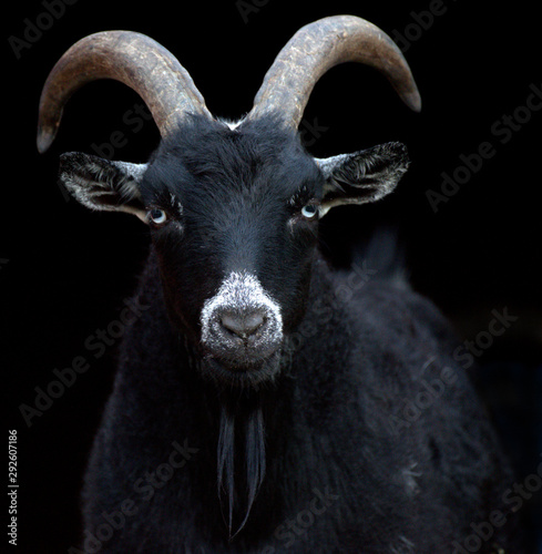 Goat Black Background