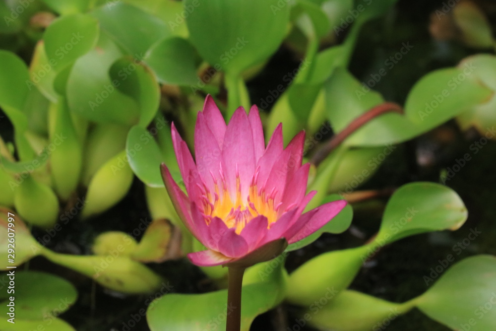 Obraz premium 景色