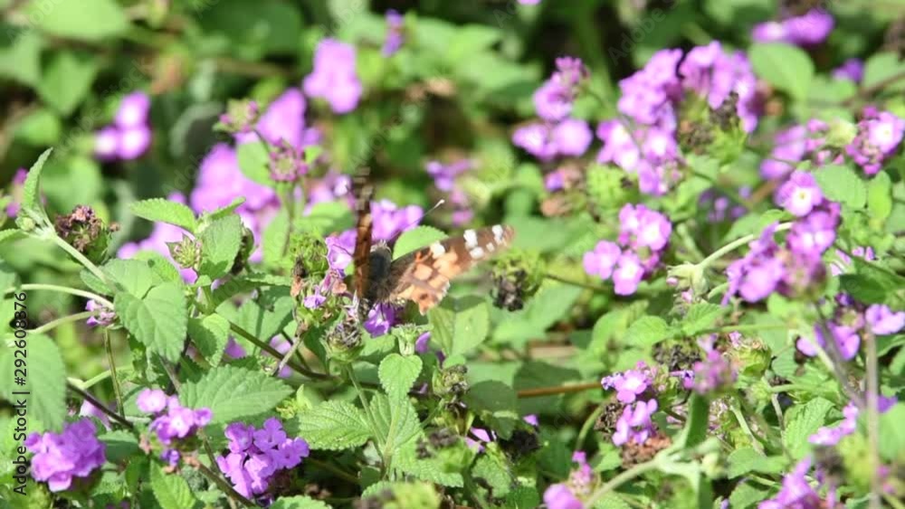 HD video of one tattered painted lady butterfly on purple lantana flowers then flies away. The lifespan of a painted lady butterfly is two to four weeks HD video of one tattered painted lady butterfly on purple lantana flowers then flies away. The lifespan of a painted lady butterfly is two to four weeks