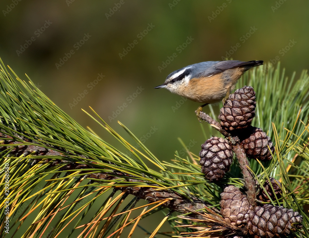 Red Breasted Nuthatch Bird with Pine Cones Red Breasted Nuthatch Bird with Pine Cones