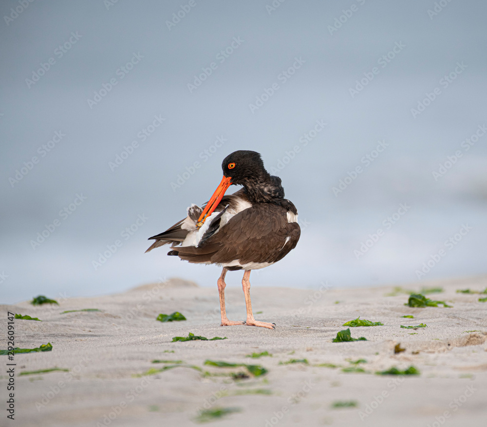 Oystercatcher Bird Preening on Beach Oystercatcher Bird Preening on Beach