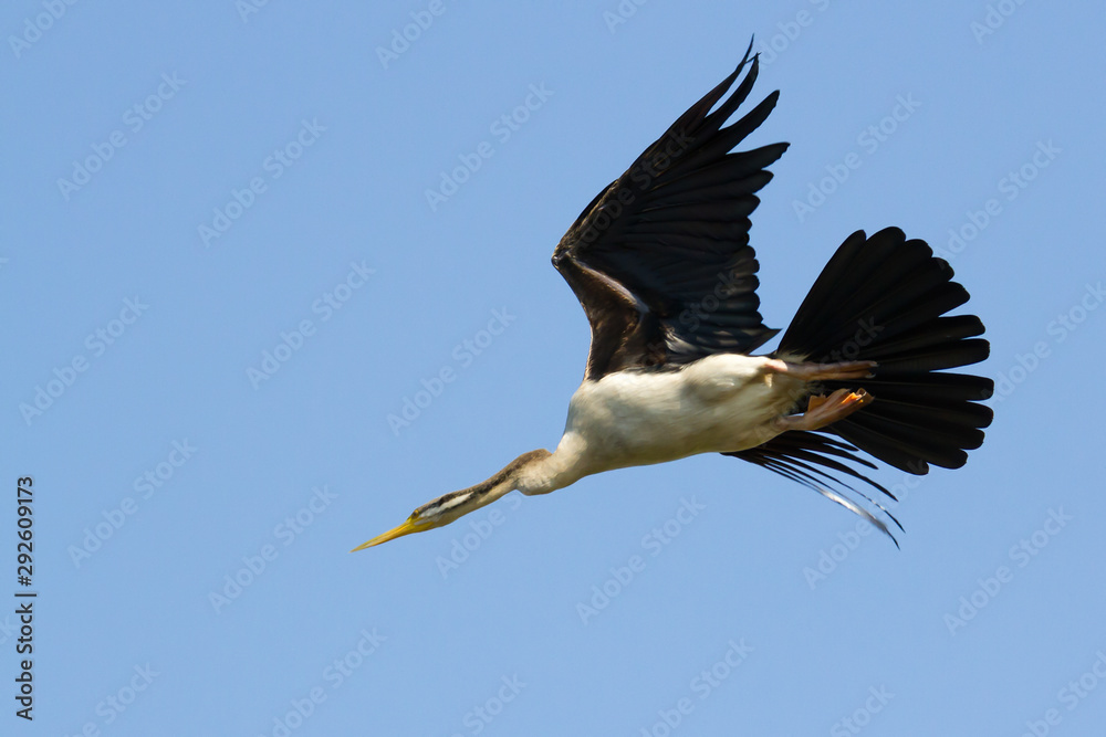 Fototapeta premium Australian Darter, or Snake-neck bird flying, Northern Territory, Australia