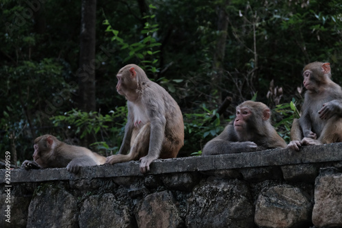 Fényképezés Familia mamacos en el bosque