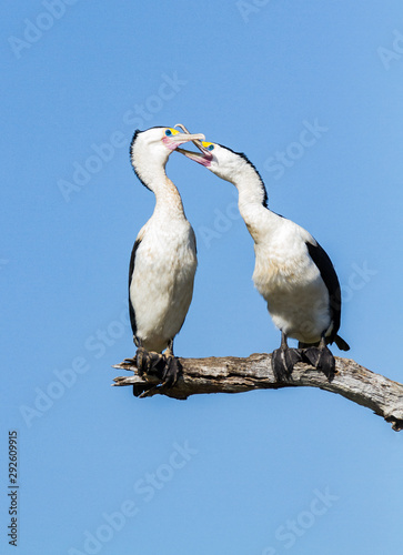 A pair of Australian Pied Cormorants, Northern Territory, Australia