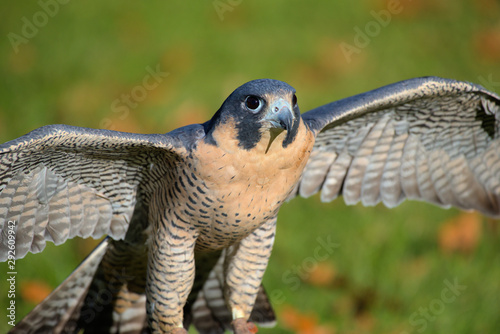 Peregrine Falcon Bird of Prey © Jackie