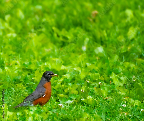 Robin in Green Field