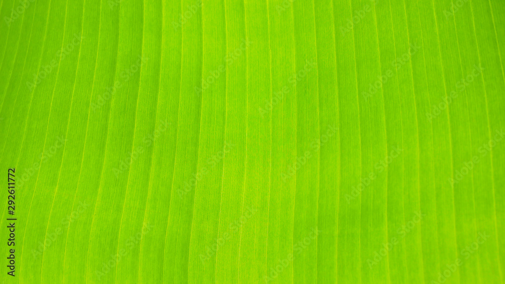 fresh green Leaf texture background of banana fresh green Leaf texture background of banana