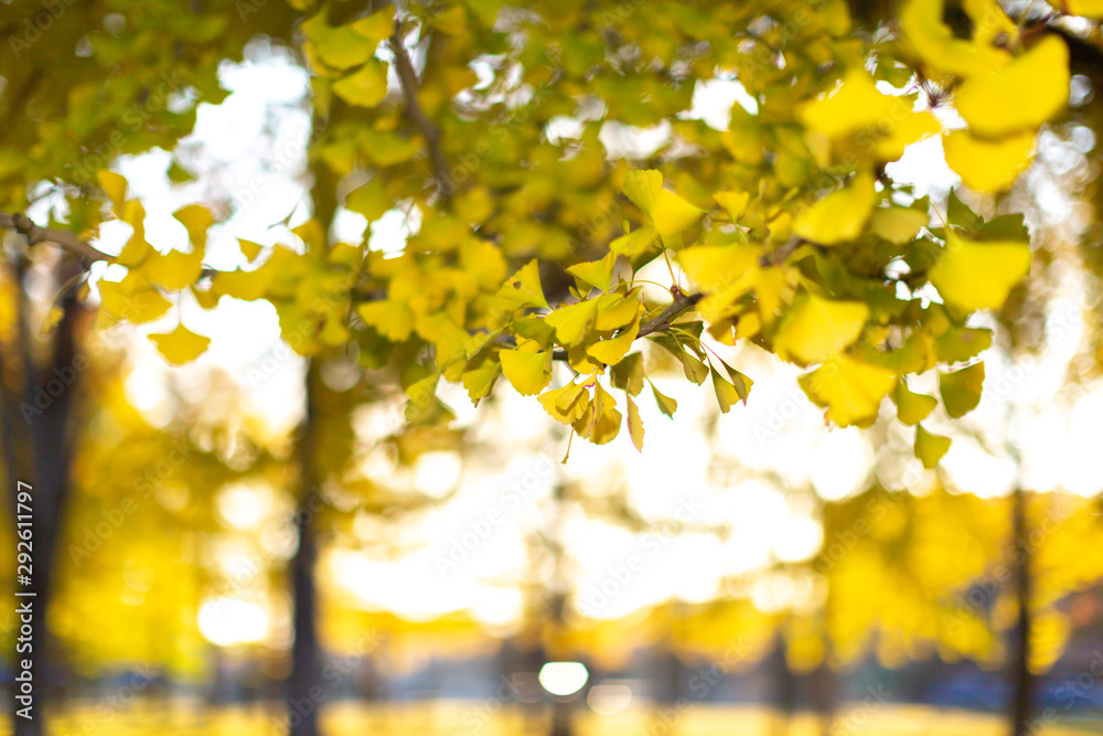 Obraz premium イチョウの木