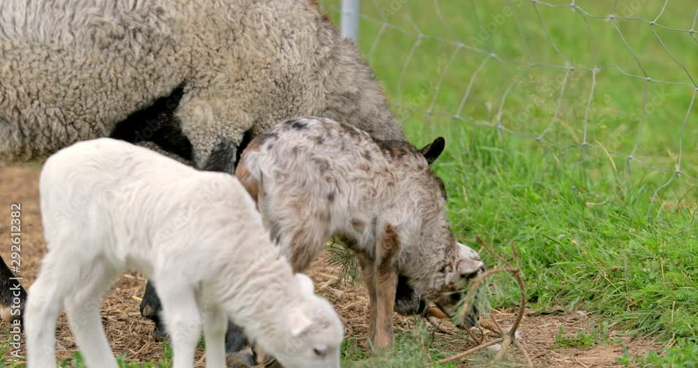 Two lambs rest and play in the fresh air. Little sheep look over the farm fence. Sheeps on nature pasture. Wildlife and ecology concept. Urban lifestyle relax. Hipster on vacation with farm animals. Two lambs rest and play in the fresh air. Little sheep look over the farm fence. Sheeps on nature pasture. Wildlife and ecology concept. Urban lifestyle relax. Hipster on vacation with farm animals.