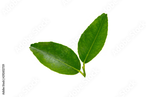 Citrus leaves isolated on white background.