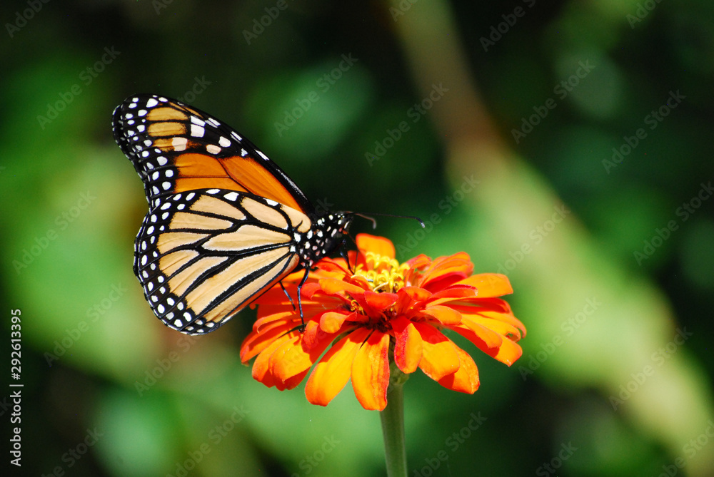 Monarch butterfly on an orange zinnia flower in a garden Monarch butterfly on an orange zinnia flower in a garden