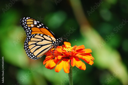 Monarch butterfly on an orange zinnia flower in a garden